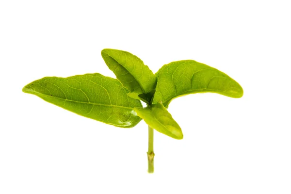 Απομονωμένα φύλλα πράσινου τσαγιού — Φωτογραφία Αρχείου
