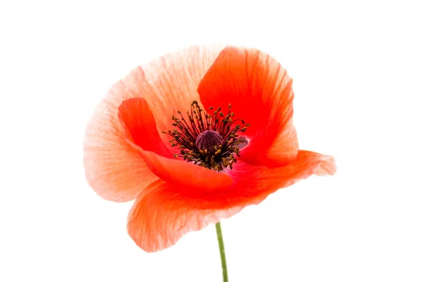 Poppies delicate flower — Stock Photo, Image