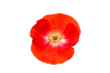 haşhaş hassas botanik