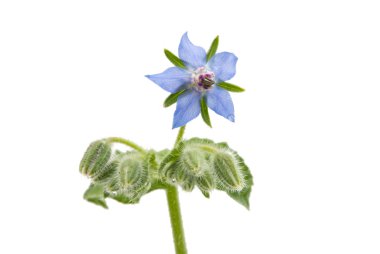 Çiçekli hodan ve izole tomurcukları 