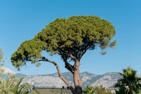 Vysoké borovice v Turecku — Stock fotografie