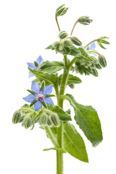 開花ルリヂサ、分離の芽 — ストック写真