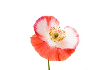 haşhaş çiçek romantizm