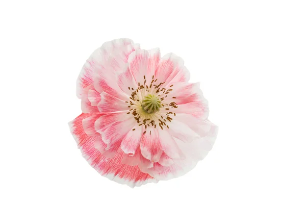 Romantyczne kwiat maku — Zdjęcie stockowe