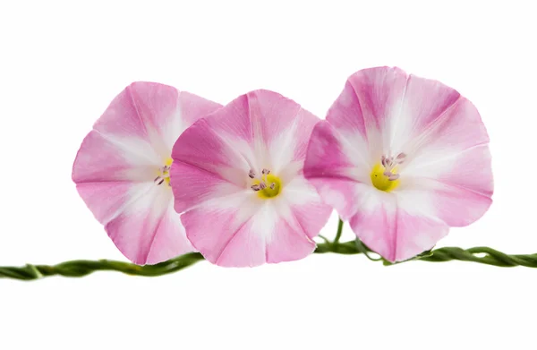 Svlačec květiny, samostatný — Stock fotografie