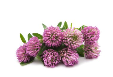 yonca çiçek bitkisel