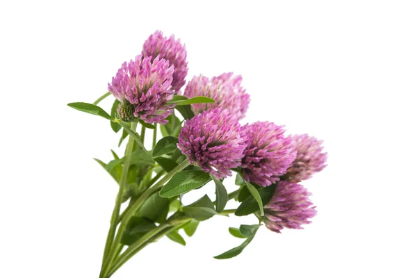 Clover blomma växtbaserade — Stockfoto