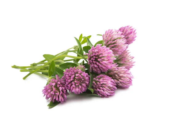 Clover flower herbal — Stock Photo, Image