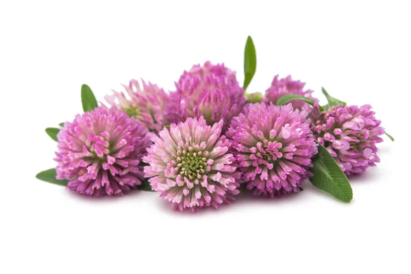 Clover flower herbal — Stock Photo, Image