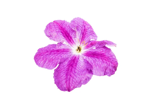 Clematis bloem geïsoleerd — Stockfoto
