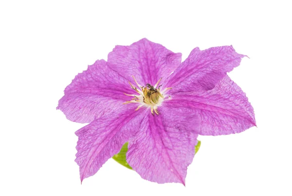 Clematis flower isolated — Stock Photo, Image