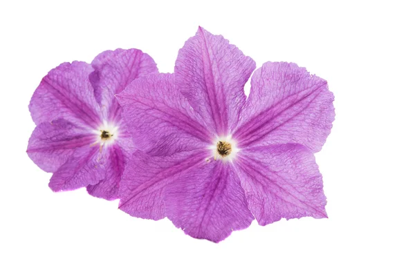 Clematis bloem geïsoleerd — Stockfoto