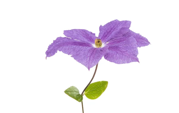 Clematis flower isolated — Stock Photo, Image