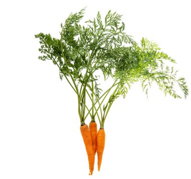 taze yeşil yaprakları ile havuç