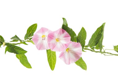 İzole gündüzsefası çiçekler 