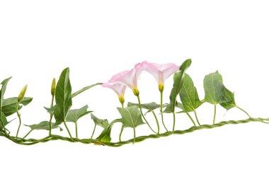 İzole gündüzsefası çiçekler 