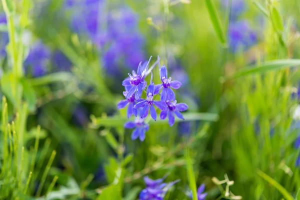 在一片草地上的草甸蓝色花 — 图库照片