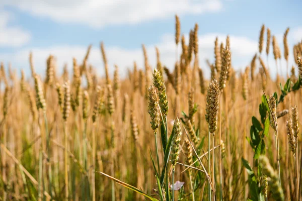 Wheat on the field — Stock Photo, Image