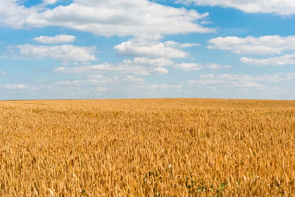 Wheat on the field — Stock Photo, Image