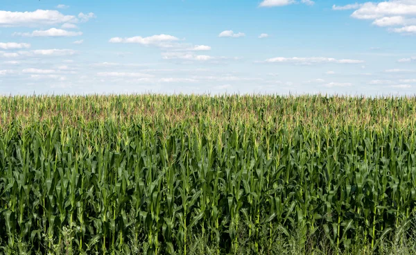 Mais auf dem Feld — Stockfoto