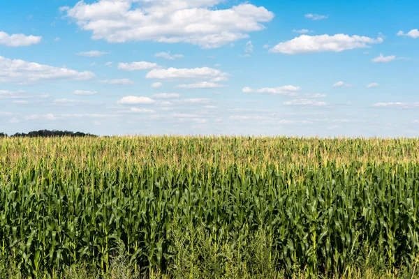 Corn on the field — Stock Photo, Image