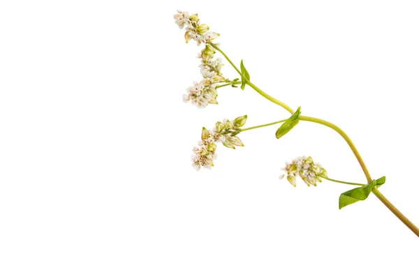 Buckwheat flower agriculture — Stock Photo, Image