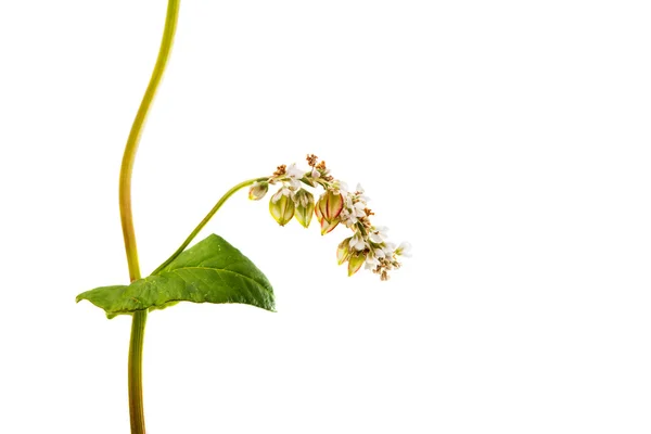 Buckwheat flower agriculture — Stock Photo, Image