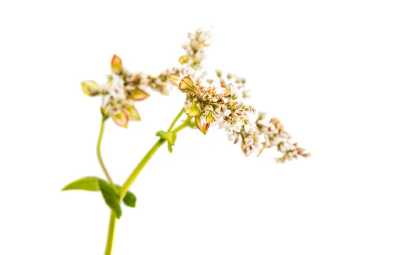 Buckwheat flower agriculture — Stock Photo, Image