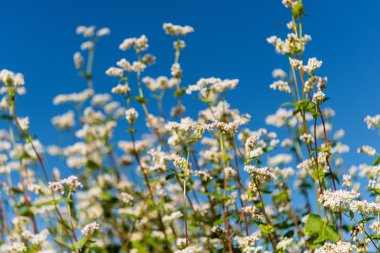 karabuğday çiçek yaz