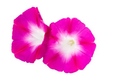 Ipomoea pembe çiçekler 