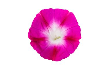 Ipomoea pembe çiçekler 