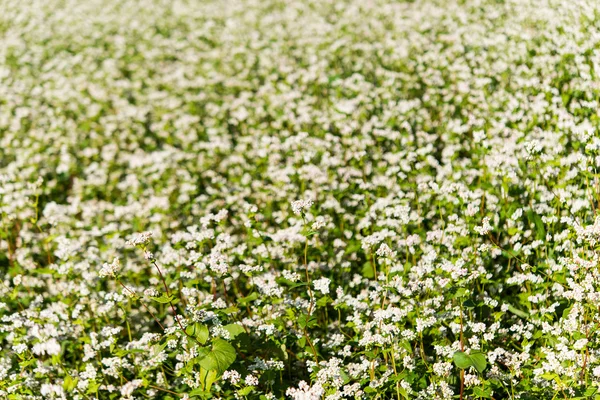 Flor de trigo sarraceno verano —  Fotos de Stock