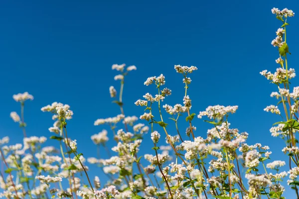 Bovete blomma sommaren — Stockfoto