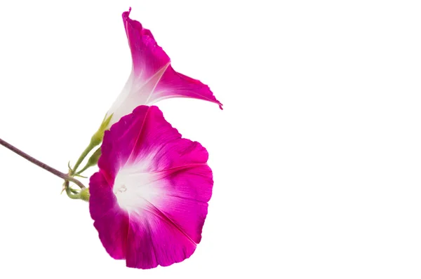 Ipomoea pembe çiçekler — Stok fotoğraf