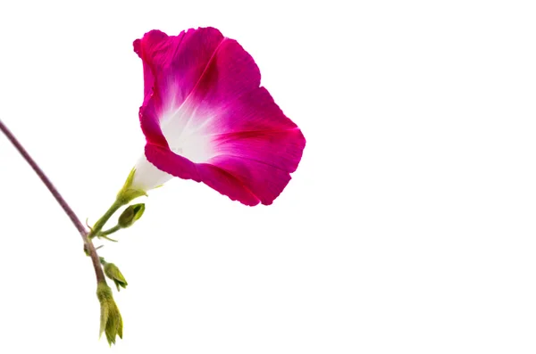Ipomoea flores rosadas — Foto de Stock