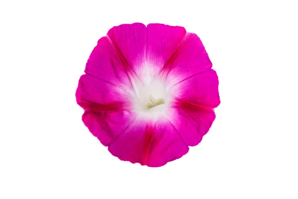 Ipomoea pink flowers — Stock Photo, Image