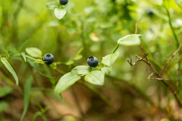 Arándanos crece en el bosque, arándanos maduros — Foto de Stock