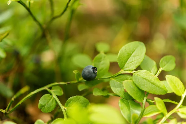 Bleuets pousse dans la forêt, bleuets mûrs — Photo