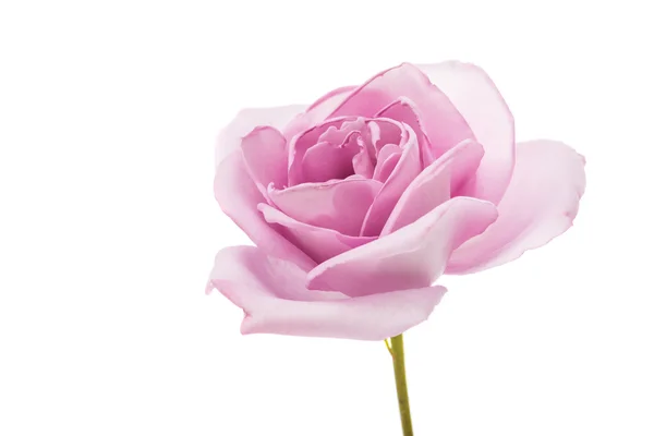 Fioletowy kwiat róży — Zdjęcie stockowe