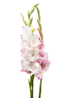 Glayöl çiçek izole