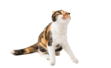 İskoç kedi bicolor