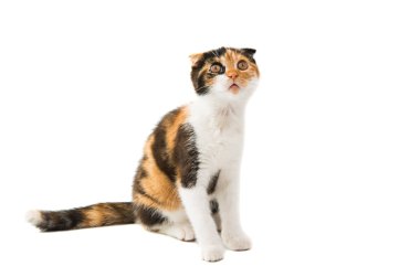 İskoç kedi bicolor