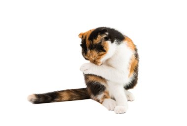 İskoç kedi bicolor