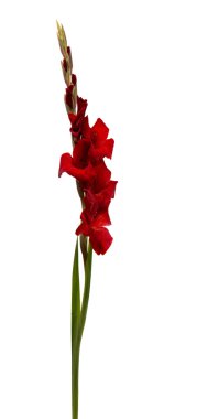 Glayöl çiçek izole