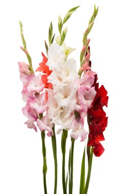 Glayöl çiçek izole