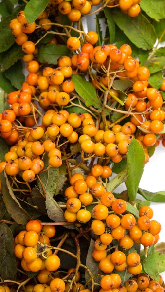 With bunches of rowan branch — Stock Photo, Image