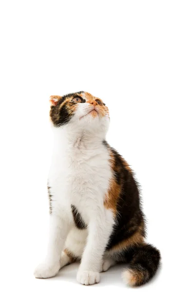 Schottische Katze bicolor — Stockfoto