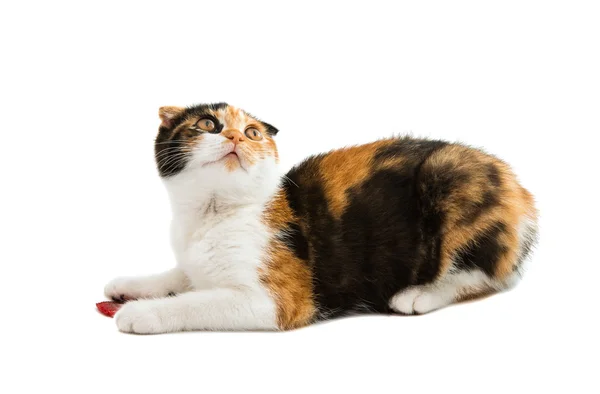 Gato escocés bicolor — Foto de Stock