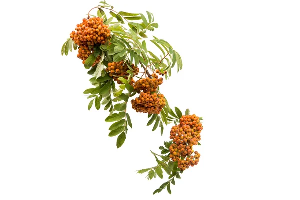 With bunches of rowan branch isolated — Stock Photo, Image