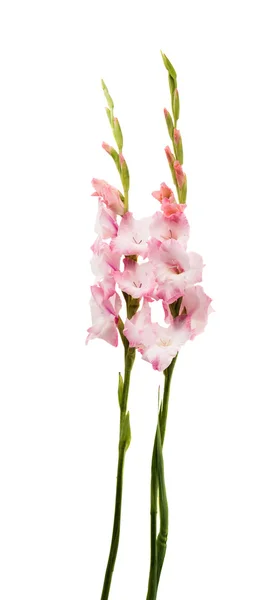 Gladiolus blomma isolerade — Stockfoto